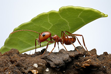 红蚂蚁绿叶下的小蚂蚁背景