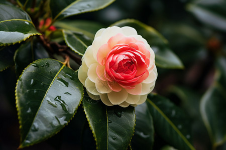 绽放的山茶花图片