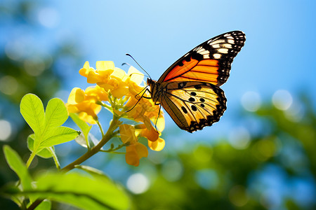 昆虫植物鲜花上的蝴蝶背景