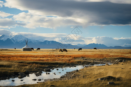 牦牛干干草地上放牧的牛群背景