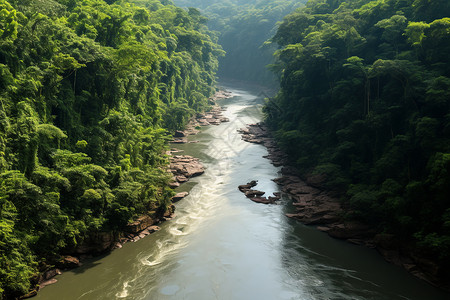 亚马逊树蟒茂密的绿色丛林背景