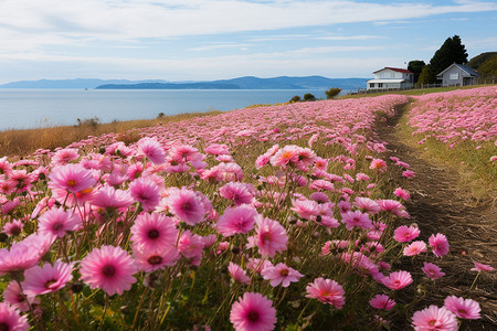 粉色小山丘美丽的荷兰菊花海背景