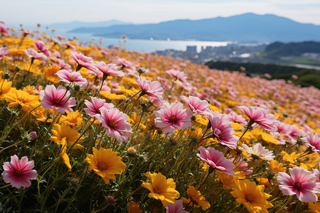 满山美丽的荷兰菊高清图片
