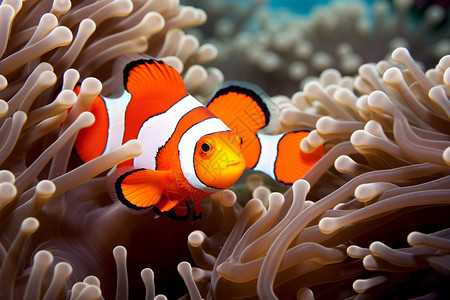 珊瑚群中的小丑鱼背景图片