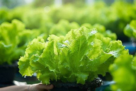 水晶生菜叶子绿色生长的生菜背景