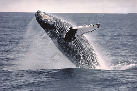 濒危生物巨大的座头鲸跃出海面背景