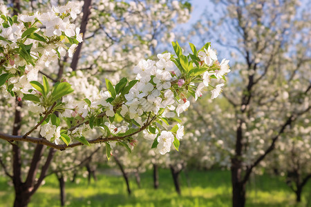 春季公园中绽放的美丽樱花树图片