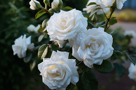 美丽的白色玫瑰花朵图片