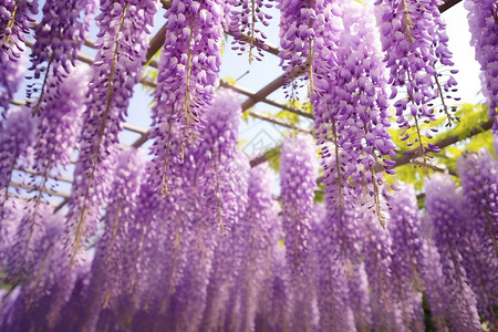 盛开的紫藤花美丽的紫藤花背景