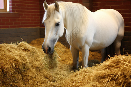 马吃草农场的白马背景