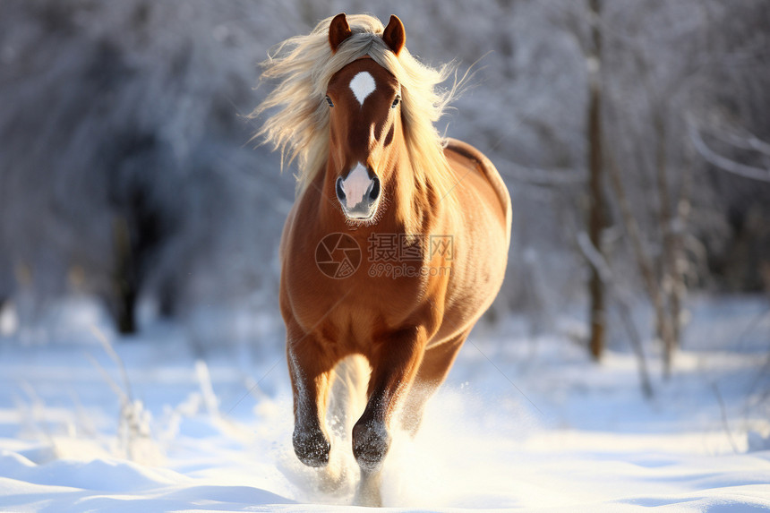 雪地奔跑的马图片