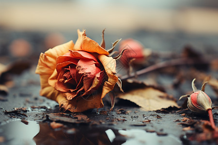 枯萎的玫瑰腐朽的瑰花朵背景