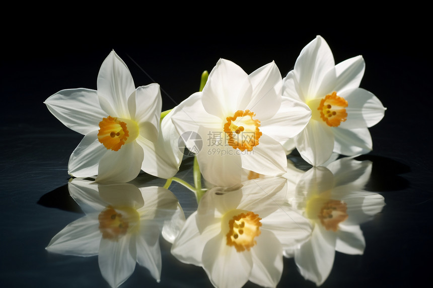 美丽的白色水仙花图片