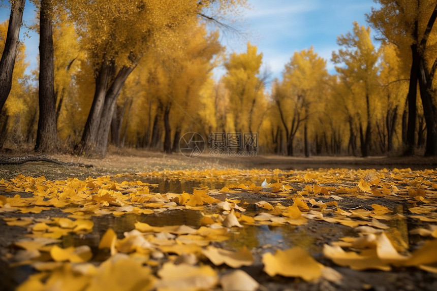 金黄色的秋季森林图片