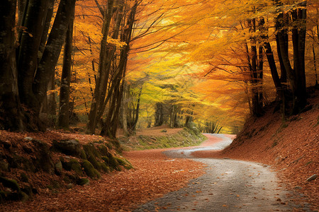 秋季森林小径的美丽景观背景图片
