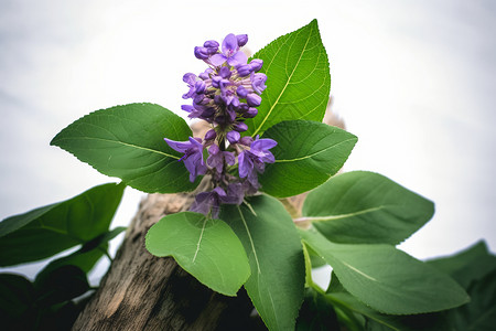 树枝上的紫苏花背景图片