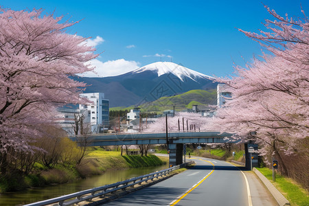 春季城市樱花盛开的美丽景观图片