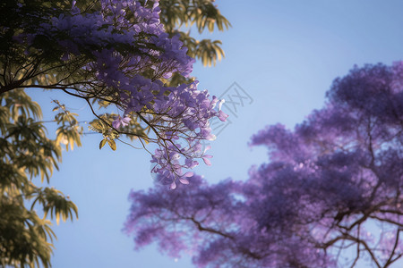 户外绽放的紫色丁香花图片