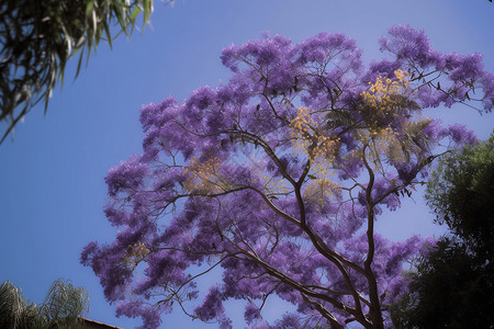 公园中的美丽丁香花背景图片