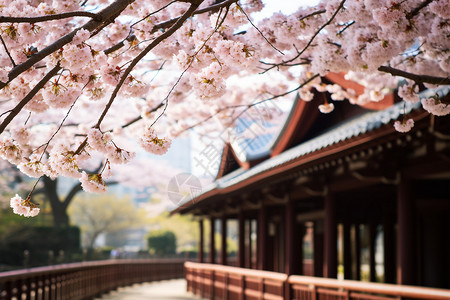 春季樱花树下的城市景观图片