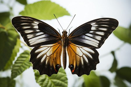热带雨林中的昆虫生物高清图片