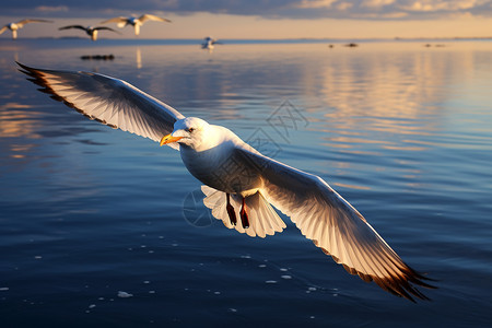 水面上觅食的海鸥图片