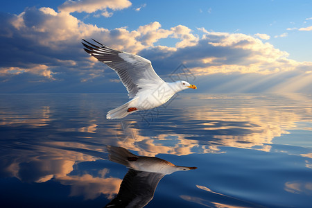 展翅海鸥水面上展翅飞翔的海鸥背景