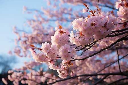 春季湖畔美丽的樱花景观图片