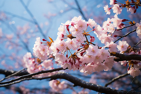 粉色樱花的特写镜头图片