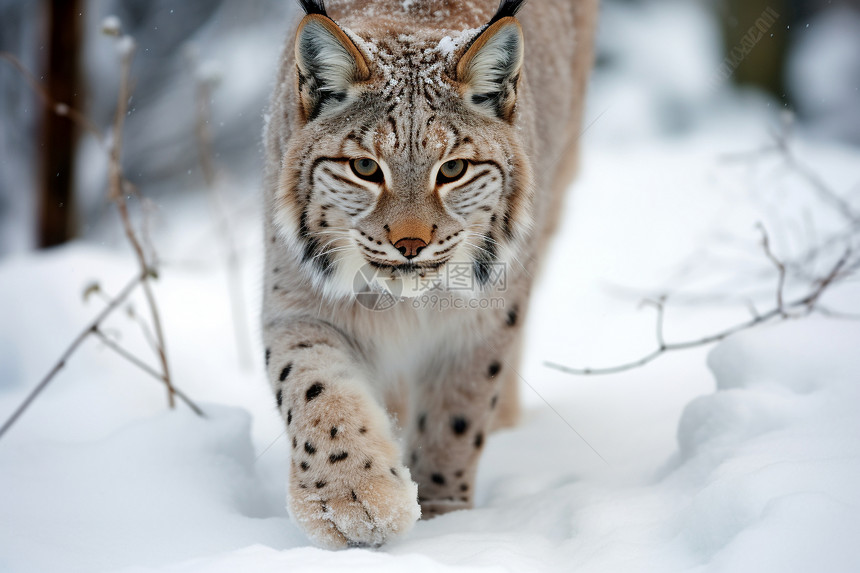 寒冷雪地中的猞猁图片