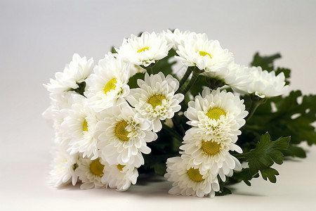 桌面上的白色菊花背景图片