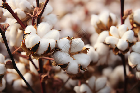 丰收的棉花图片