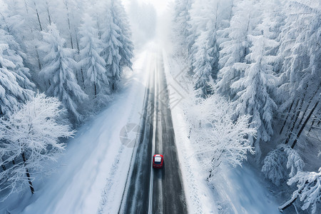 大树覆盖雪地树上铺满了厚厚的白雪背景