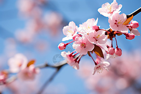 春天的樱花枝樱花枝映衬嫩笑背景