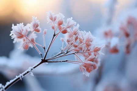 好看的花下雪的小巧高清图片