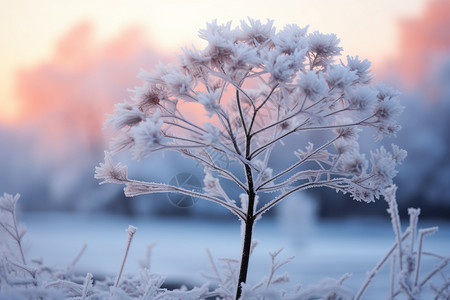 冬日的花朵下雪的小巧高清图片