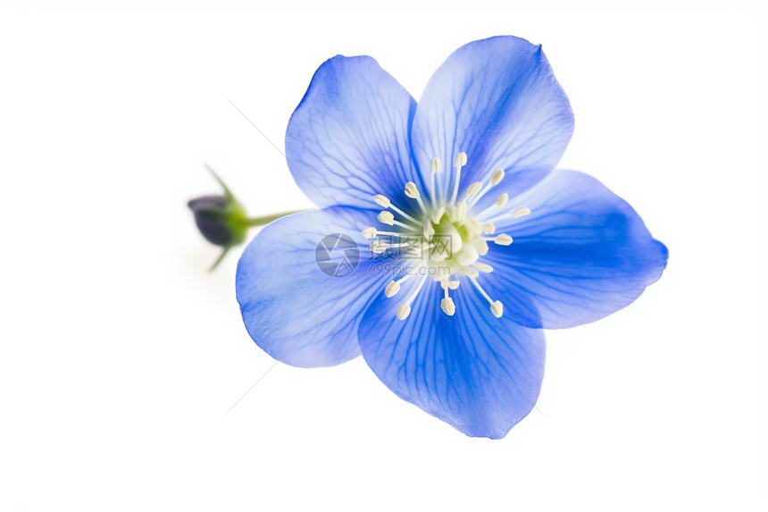 一朵蓝色的小花图片