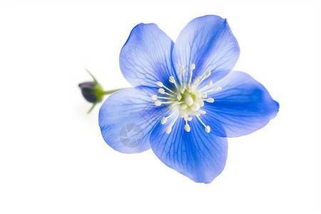 一朵蓝色的小花图片