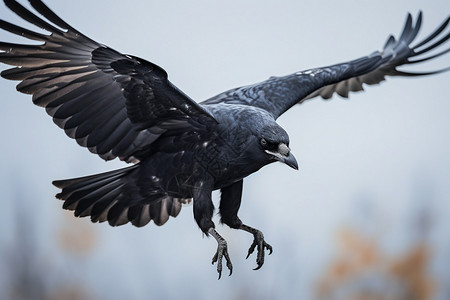 飞翔的黑鸟鸟类利爪高清图片