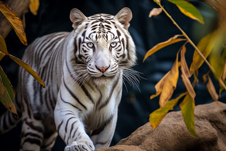 下山的老虎孟加拉白虎高清图片
