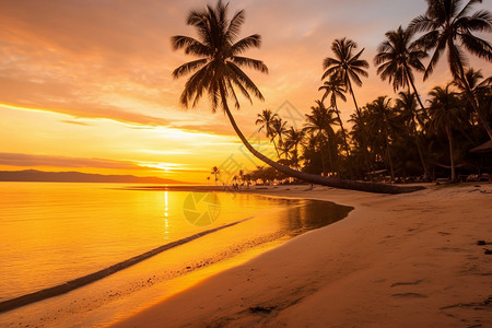 太阳盘沙滩盘的椰子树背景