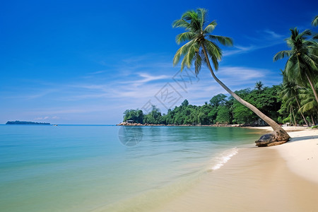 海滩边上的椰子树背景图片