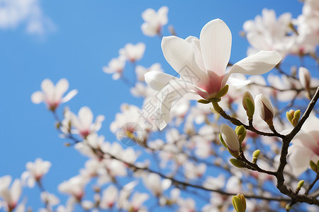 春日里盛开的白玉兰图片