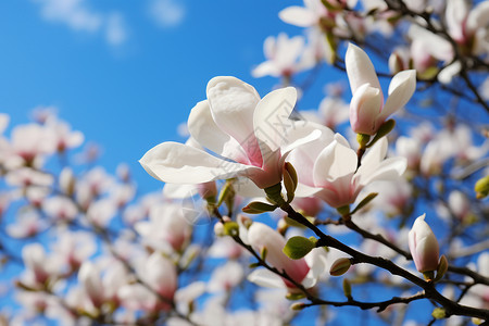 春天里白花盛开背景图片