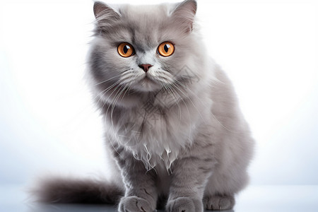 一只可爱的灰色猫咪图片