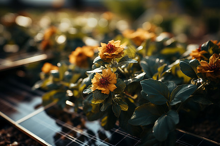 阳光下的鲜花背景图片