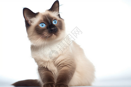 可爱的蓝眼猫咪背景图片