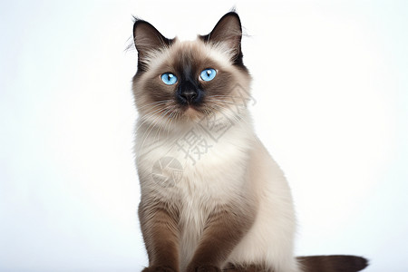 蓝眼睛暹罗猫蓝眼猫咪背景