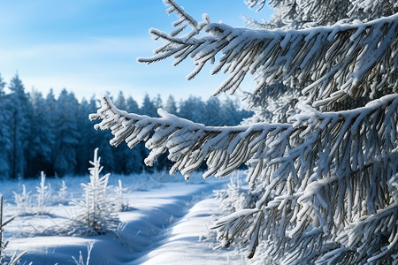 冬日白雪云杉林图片