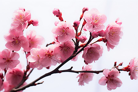 树枝上的樱花背景图片